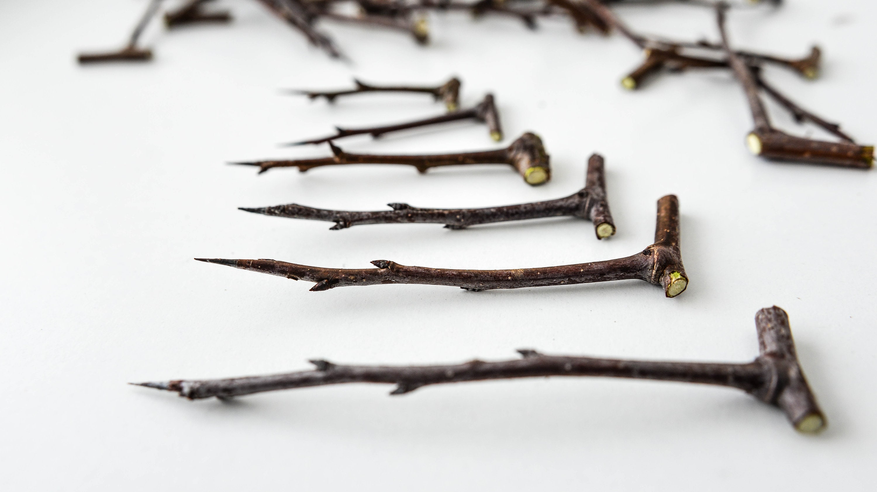 Thorny branches of blackthorn, needles, spells of witchcraft, pagan altar, protective talisman and the occult, 50 pieces of blackthorn.