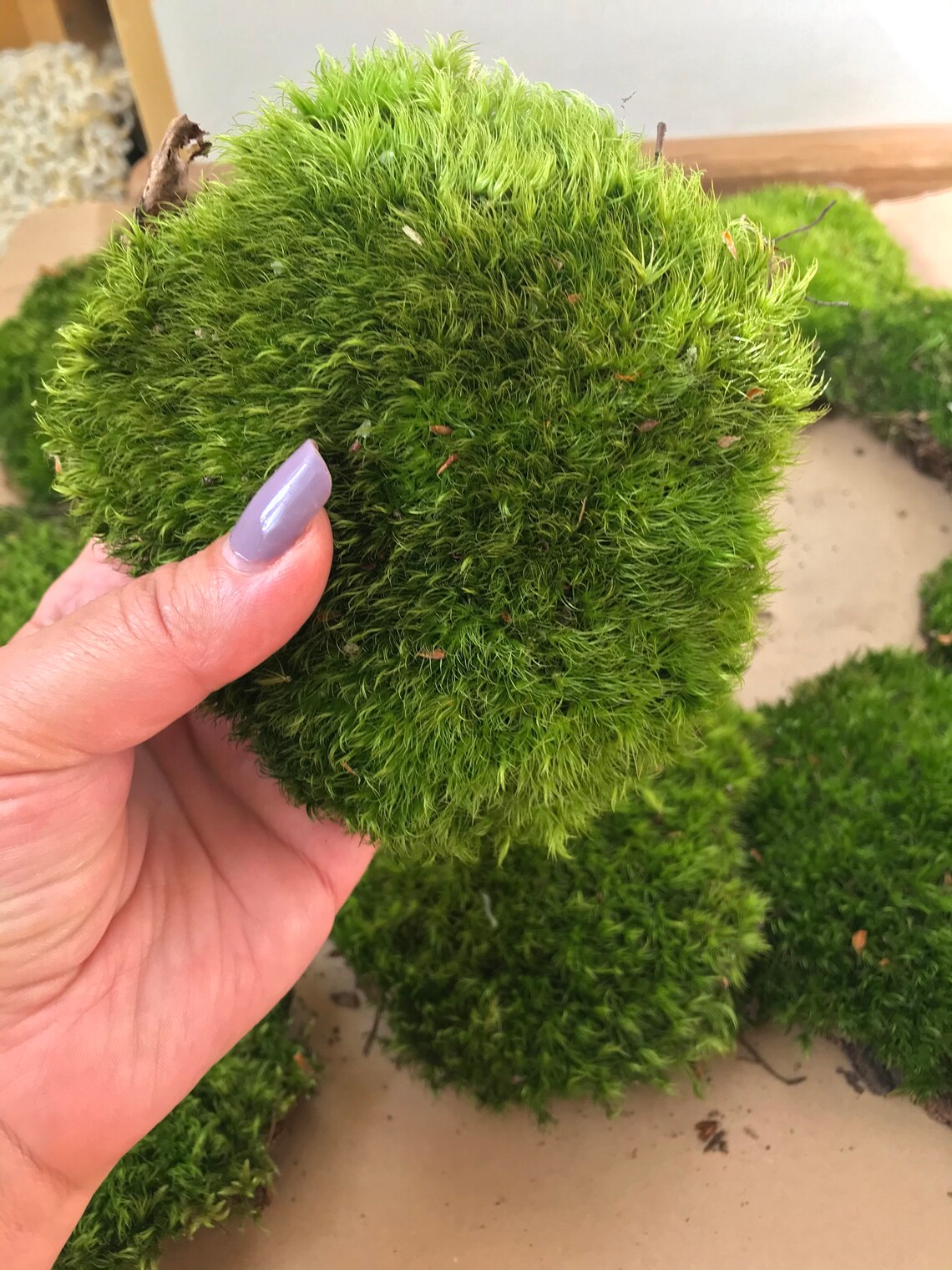 Green pillow moss bun moss terrarium moss fairy garden Etsy
