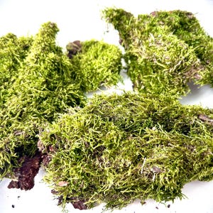 Green sticks / Branches covered with moss / Terarrium / Florarium / Natural painting / Home decor / Green moss