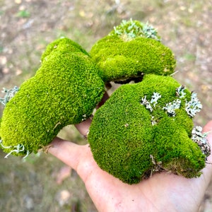 May include: Three clumps of green moss, with one having a white lichen growth, are held in a person's hand.
