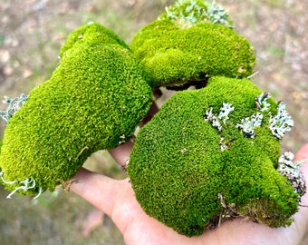 Puede incluir: Tres grupos de musgo verde, uno de los cuales tiene un crecimiento de líquenes blancos, se sostienen en la mano de una persona.