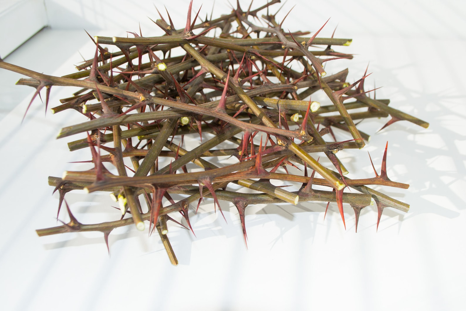 Takken van acacia met stekels een symbool van - Etsy Nederland