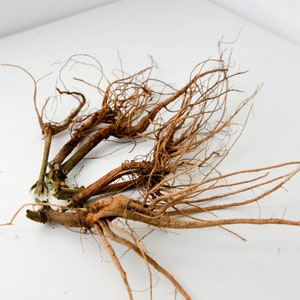 May include: A bundle of brown, dried roots with a few green stems attached. The roots are spread out on a white surface.