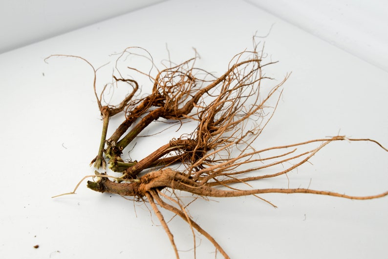 May include: A bundle of brown, dried roots with a few green stems attached. The roots are spread out on a white surface.