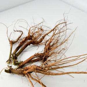 May include: A close-up of a bundle of dried, brown roots with a white background.