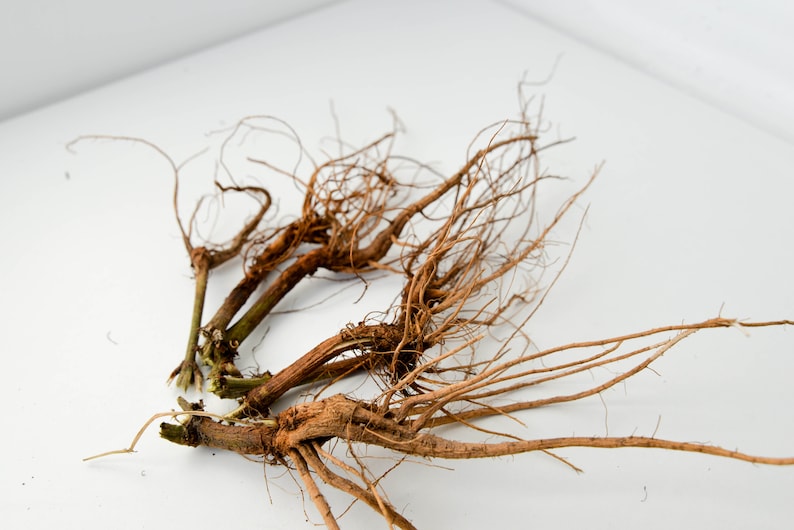May include: A close-up of a bundle of dried, brown roots with a white background.