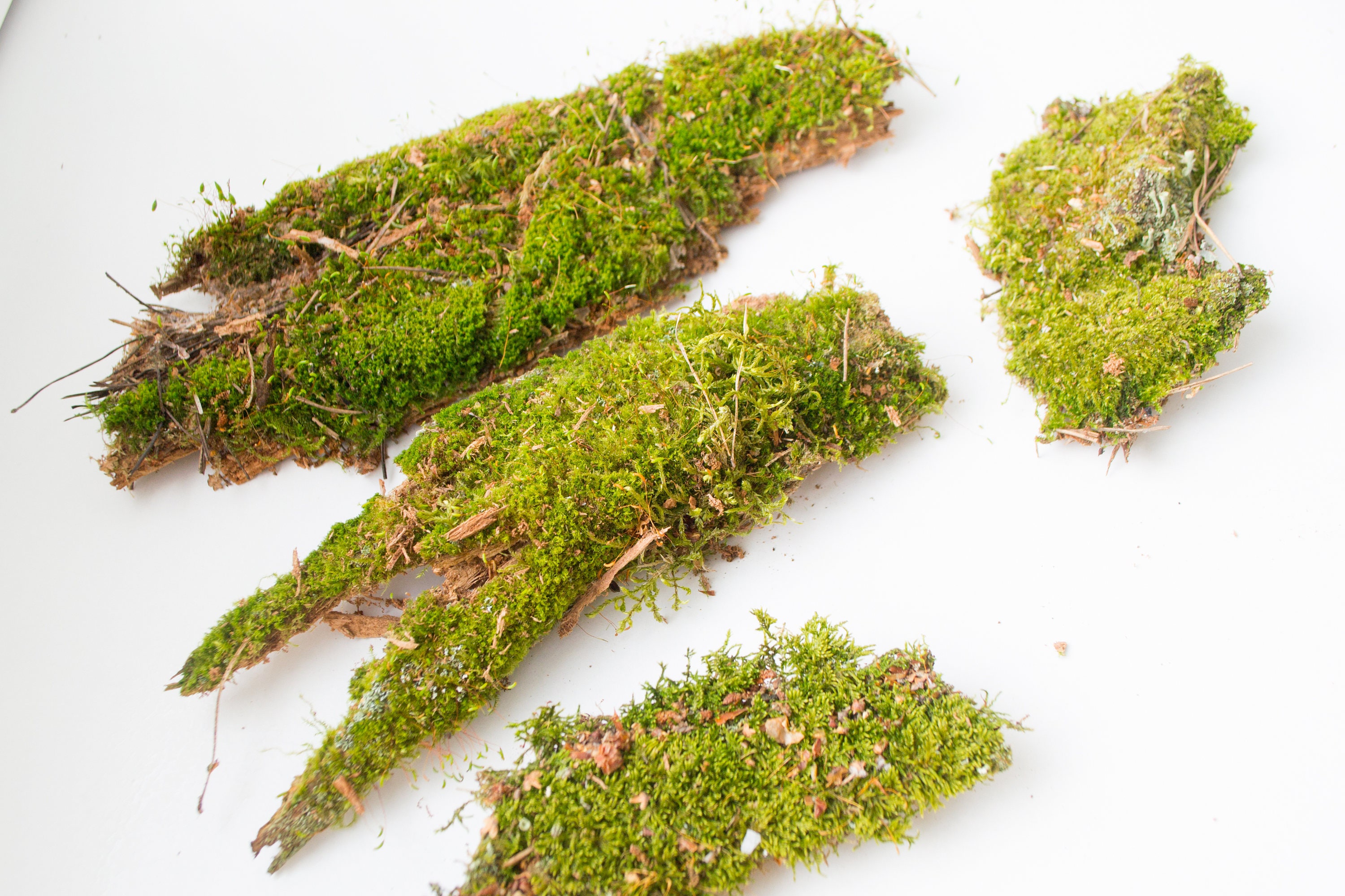 Moss on driftwood small decorative moss driftwood with moss Etsy