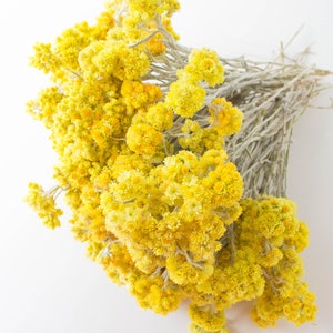 Freshly picked flowers / Floristry,Immortelle Field, dried flowers, home decor, lavatories