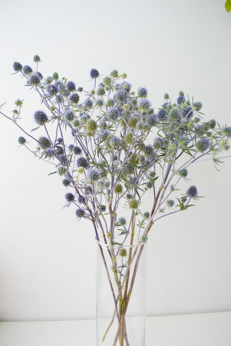 Prickly thistle, fresh harvest, home amulet. Dry bouquet of thistle blue, thistles, dried flowers, image 6