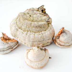 May include: Four pieces of dried, light brown and gray mushrooms with a white background.