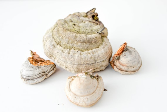 Decorative birch mushroom, dried mushrooms, wooden,rustic home décor, natural material