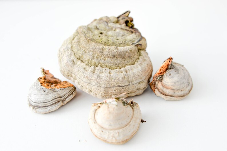 May include: Four pieces of dried, light brown and gray mushrooms with a white background.