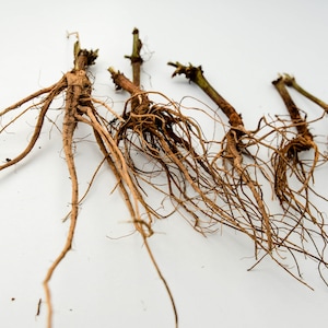 May include: Five brown plant roots with a white background.