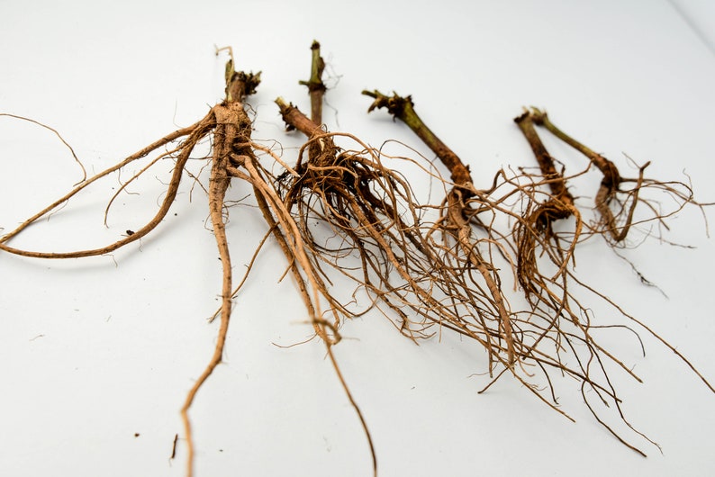 May include: Five brown plant roots with a white background.