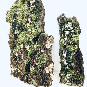 Natural birch bark covered with lichens, terrarium decor, natural material