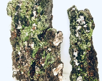 Natural birch bark covered with lichens, terrarium decor, natural material