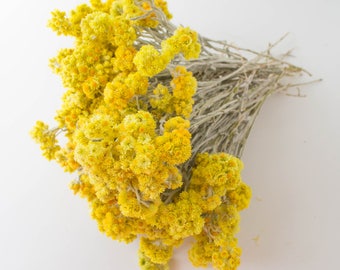 May include: A bundle of dried yellow flowers with a fluffy texture. The flowers are clustered together, creating a vibrant display against the backdrop of gray stems. The image is a close-up shot, highlighting the details of the floral arrangement.