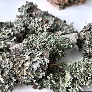 Natural Blue-Green Lichen on Bark | Forest Craft Supply | Eco Decor | Handpicked in Ukraine