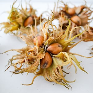 Decorative Hazelnuts: Forest Home Decor, Vase Filler