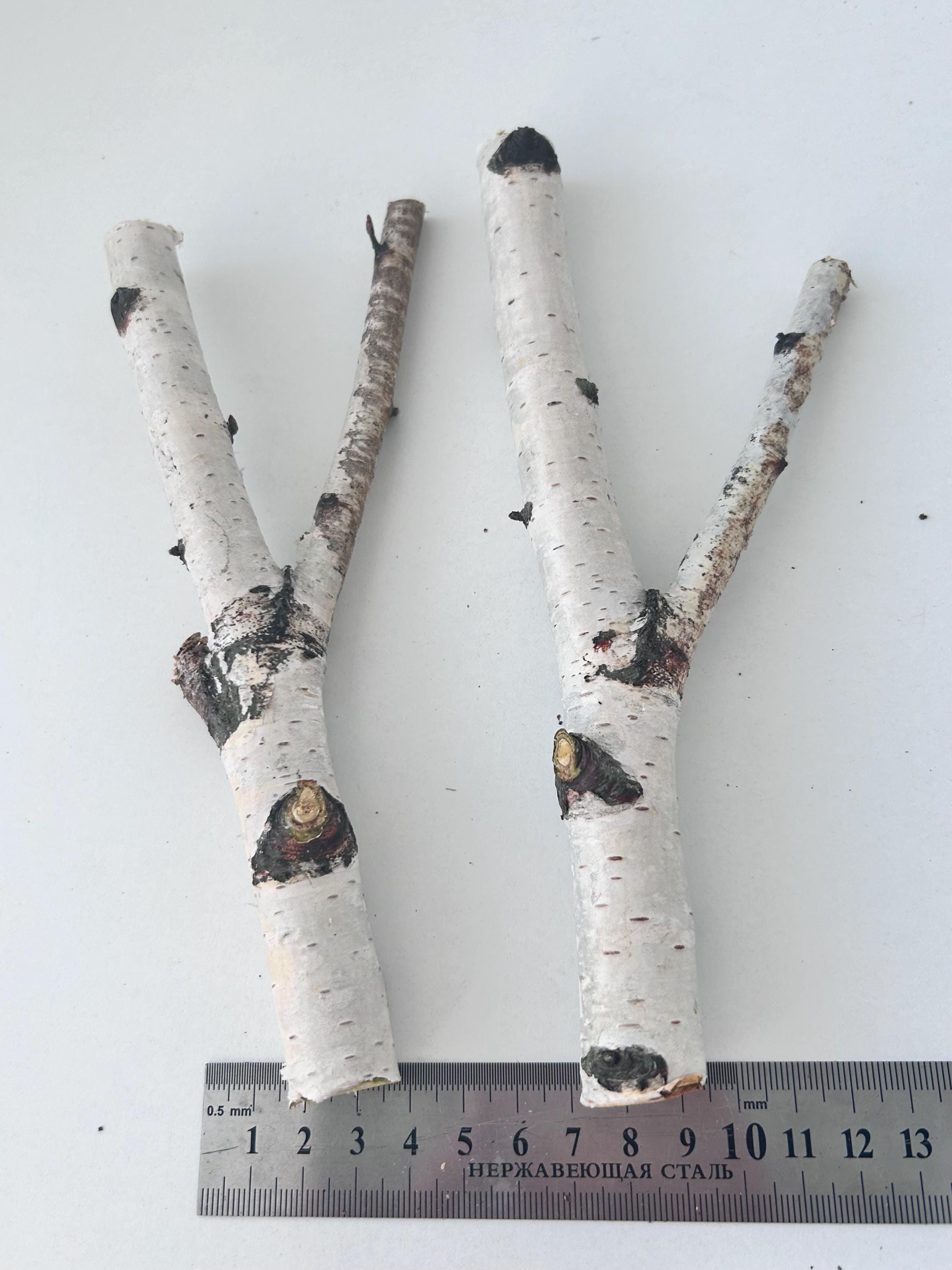 BURI Set di 4 rami di betulla, lunghezza 80 cm, decorazione rami naturali, per primavera e fai da te