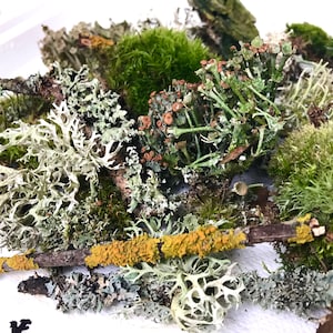 Set levend mos en korstmos/kamerplanten/terrarium vers mos/gratis verzending 35