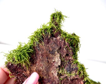 Ramas cubiertas de musgo verde: Decoración natural para terrarios y florarios.