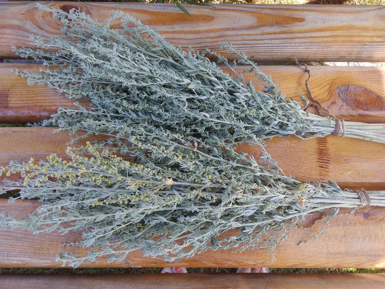 Полынь трава для чего в доме. Лечебная трава горькая полынь. Трава полыни горькой описание. Полынь горькая. Полынь трава для чего в доме.