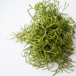 May include: A bunch of green, dried, leafy stems, resembling a small bush.