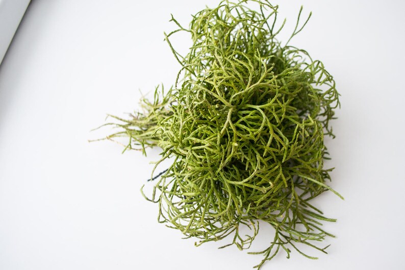 May include: A bunch of green, dried, leafy stems, resembling a small bush.