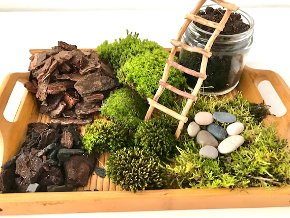 Live Moss Terrarium Starter Kit: Spagnum, Deer Moss, Soil, Bark