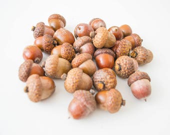 May include: A pile of brown acorns on a white background.