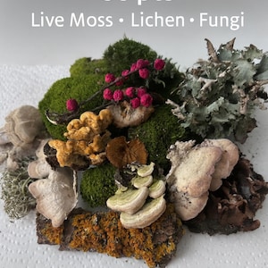 Kit de démarrage pour terrarium, mousse vivante, lichen, champignons, produit de jardin boisé