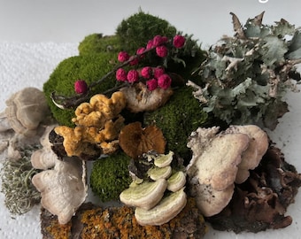 Terrarium-startpakket – levend mos, korstmos, plankschimmels – 30 stuks | Feeëntuinbenodigdheden