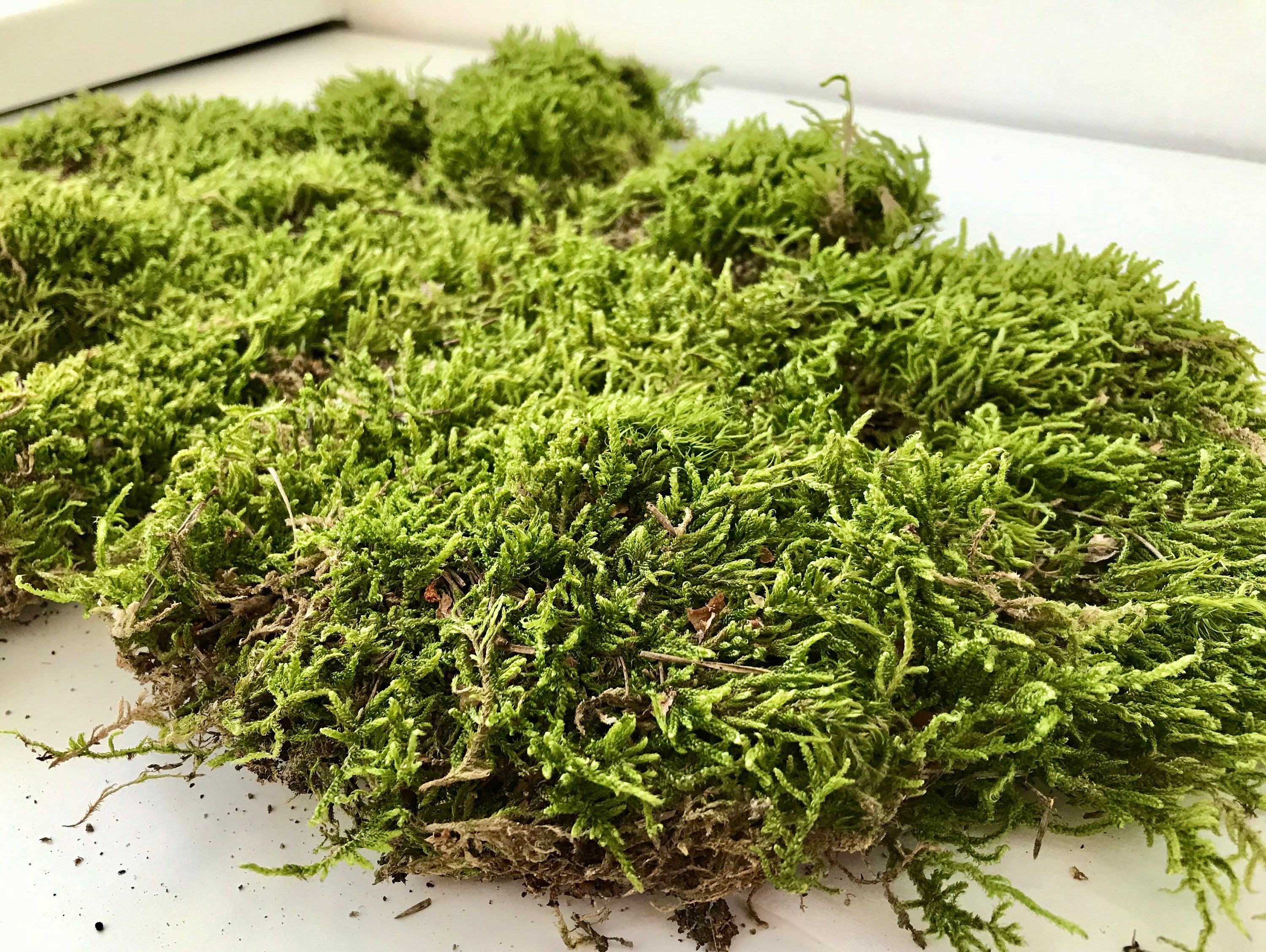 Sphagnum moss / Green carpet moss / Green decor pots / | Etsy