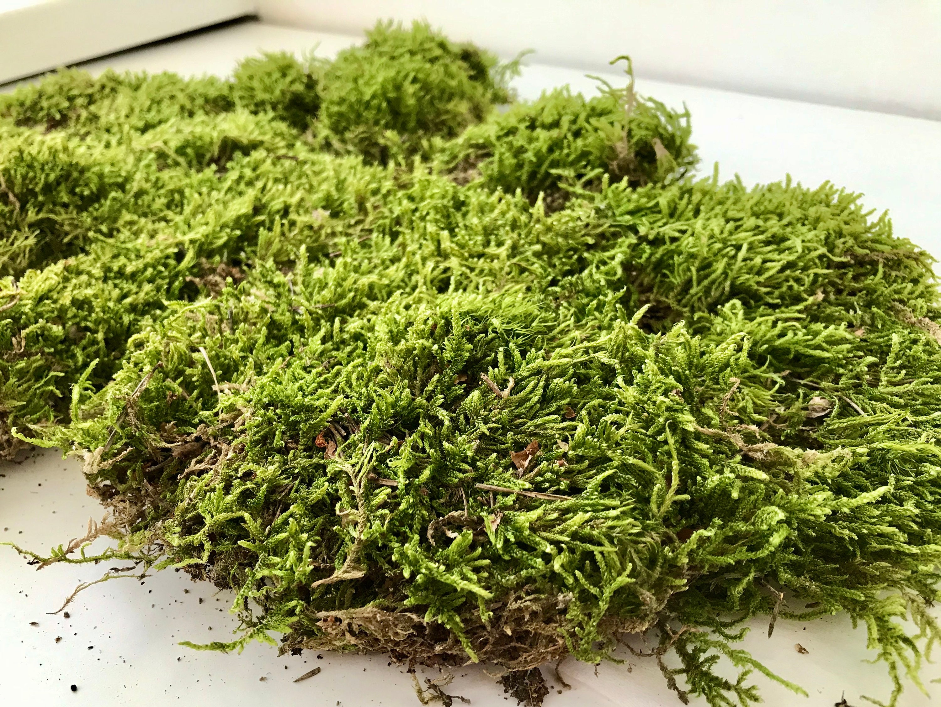 Sphagnum moss / Green carpet moss / Green decor pots / Etsy