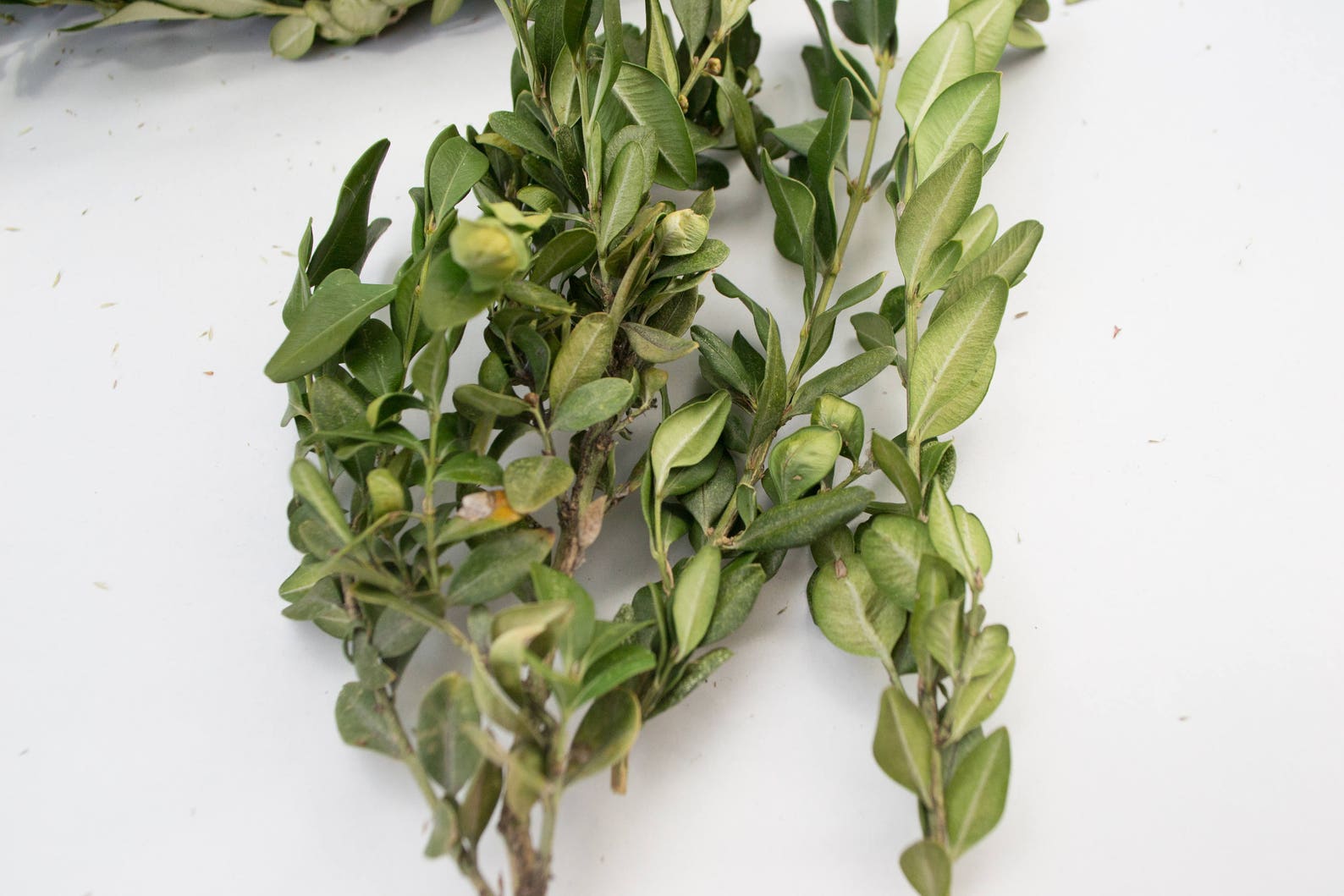 Boxwood Dried Boxwood Branches the Natural Branches Home Etsy