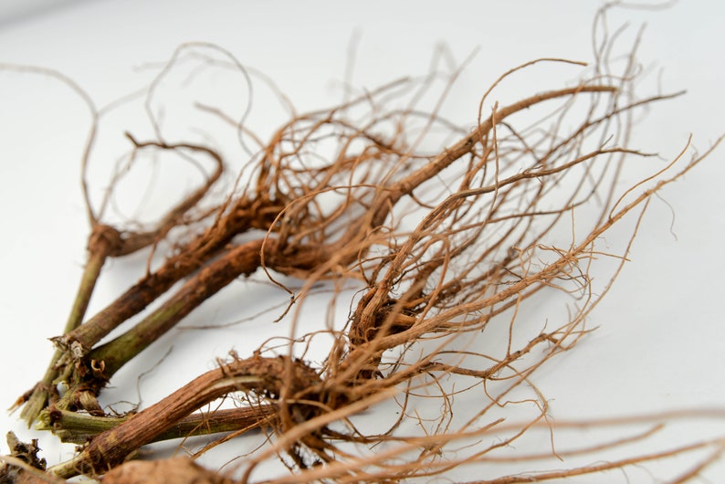 May include: Close-up of a cluster of brown, dried roots with a rough, textured surface.