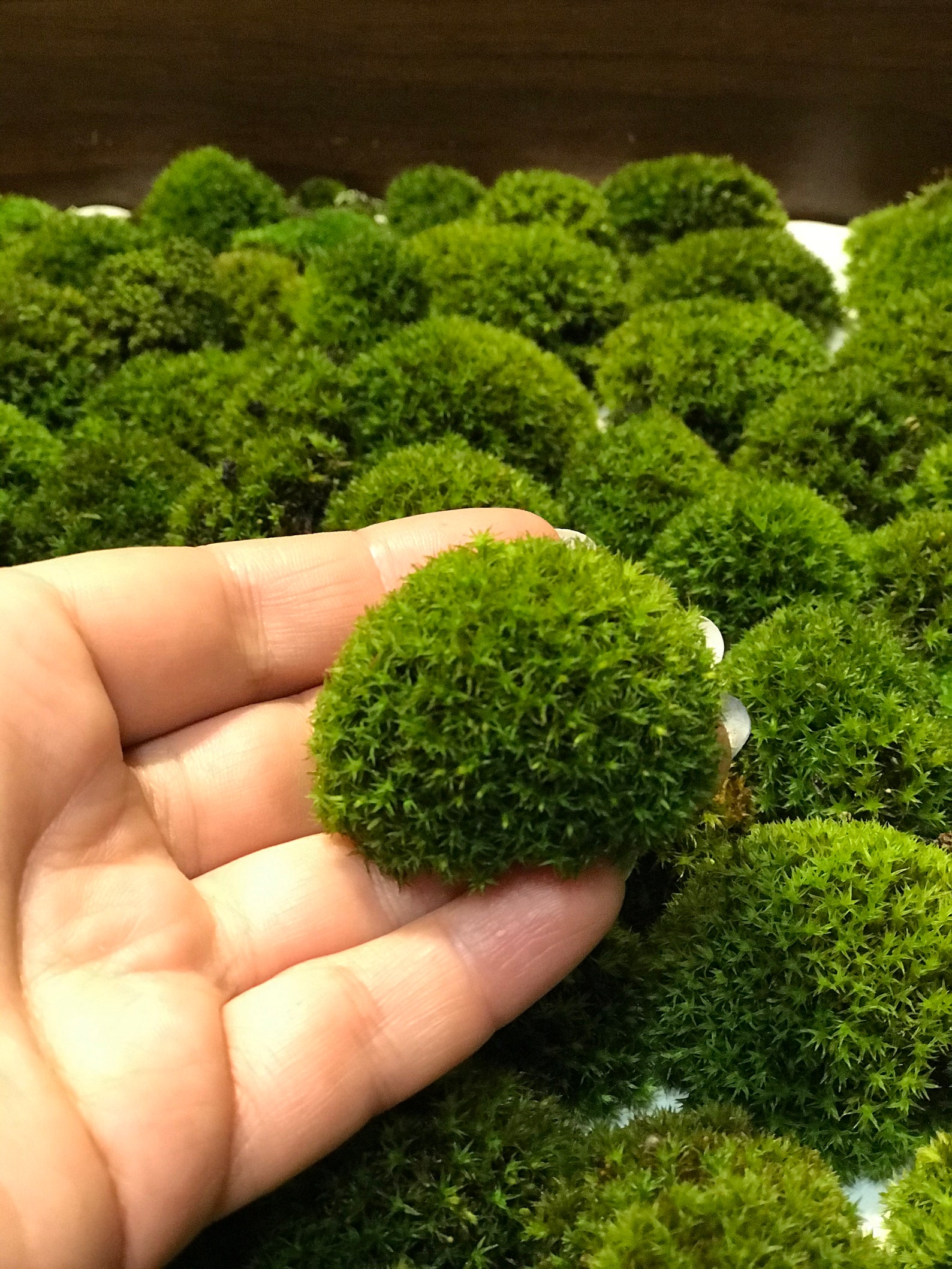 Set of moss bonsai moss live moss fairy garden mini Etsy