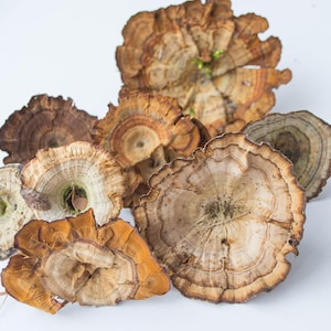 Dry wooden brown mushrooms, wall decor, terrarium, phytodesign, rustic decor, natural decoration.