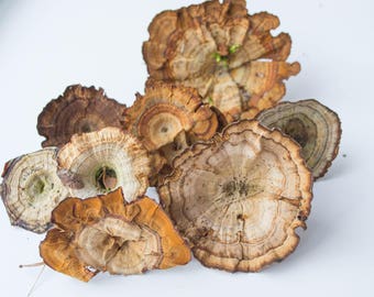 Dry wooden brown mushrooms, wall decor, terrarium, phytodesign, rustic decor, natural decoration.