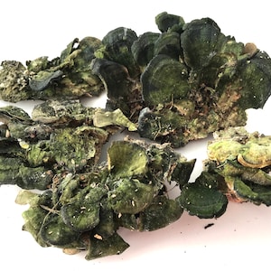 Dry mushrooms, wall decor, snags, moss, terrarium, antique frame, rustic decor, natural decoration