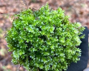 Green Moss for Terrarium Decor