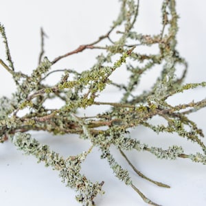 Branches with blue lichen, natural material, blue lichen, terrarium filler, home decor