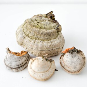 May include: Four dried mushrooms of different sizes and shapes. The largest mushroom is light brown with a white underside and has a rough, textured surface. The other three mushrooms are smaller and have a smooth, white surface.