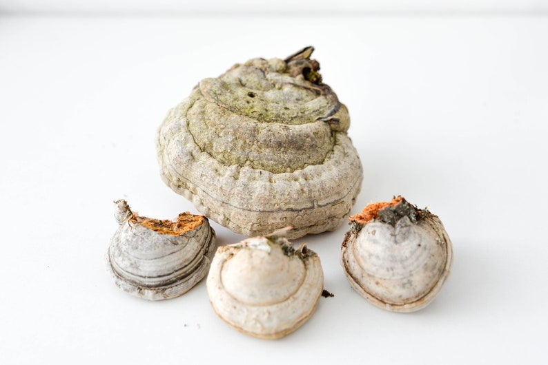 May include: Four dried mushrooms of different sizes and shapes. The largest mushroom is light brown with a white underside and has a rough, textured surface. The other three mushrooms are smaller and have a smooth, white surface.