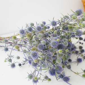 Prickly thistle, fresh harvest, home amulet. Dry bouquet of thistle blue, thistles, dried flowers, image 5