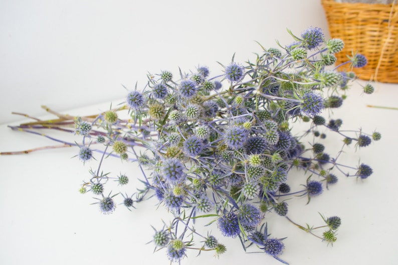 Prickly thistle, fresh harvest, home amulet. Dry bouquet of thistle blue, thistles, dried flowers, image 5