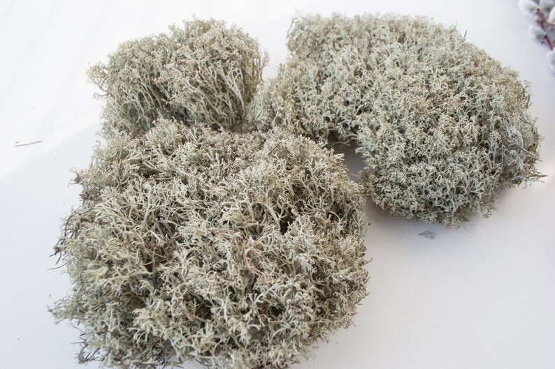 Mousse De Renne Stabilisée - Lichen Naturel 50g Pour Déco Murale, Terrarium, Tableau Végétal