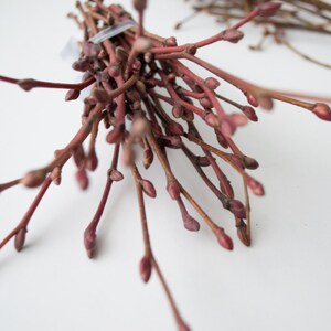 May include: Close-up of several bundles of reddish-brown twigs with small, rounded buds. The twigs are tied together with a clear plastic tie. The background is a plain white surface.