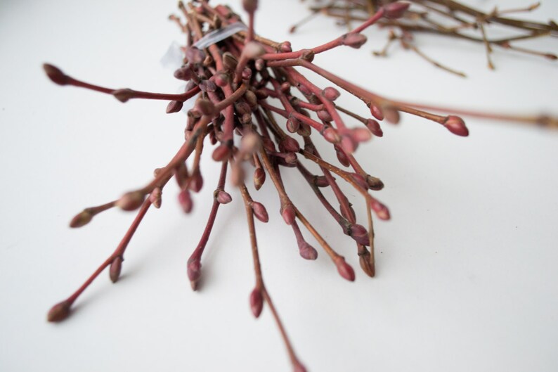 May include: Close-up of several bundles of reddish-brown twigs with small, rounded buds. The twigs are tied together with a clear plastic tie. The background is a plain white surface.